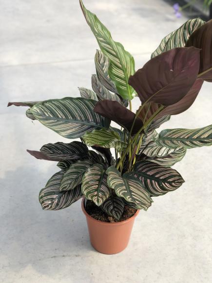 Calathea Ornata
