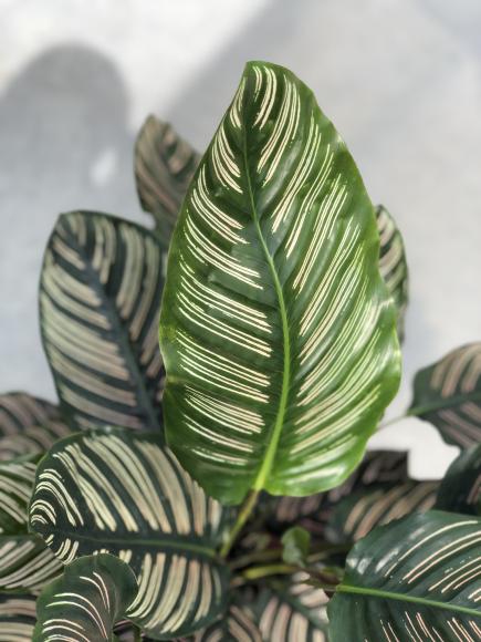 Calathea Ornata