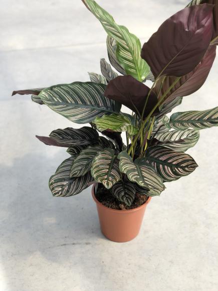 Calathea Ornata