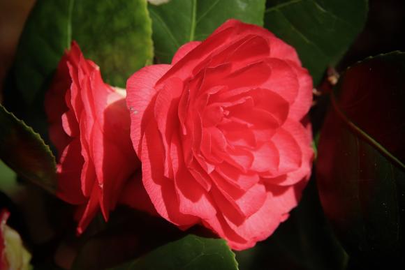 Camellia jap. 'Lady Campbell'