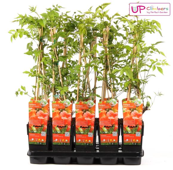 Campsis radicans 'Flamenco' (geënt)