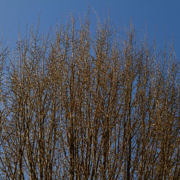 Carpinus betulus 'Fastigiata'