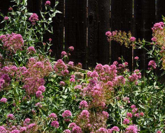 Ceanothus pallidus 'Marie Simon'