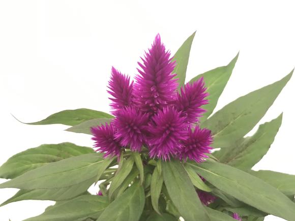 Celosia