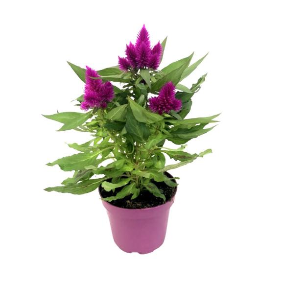 Celosia