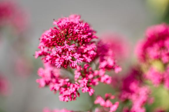 Centranthus ruber 'Coccineus'