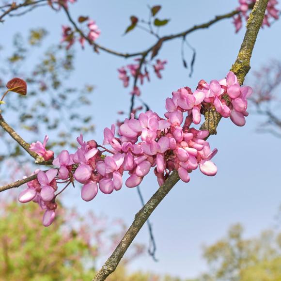 Cercis siliquastrum