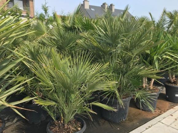 Chamaerops humilis