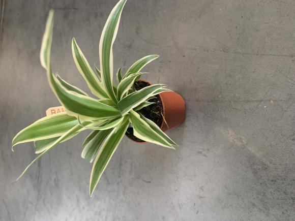 Chlorophytum 'Vittatum'