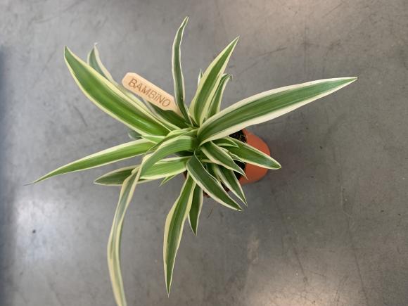 Chlorophytum 'Vittatum'