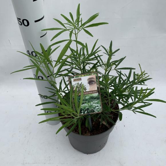 Choisya 'Aztec Pearl'