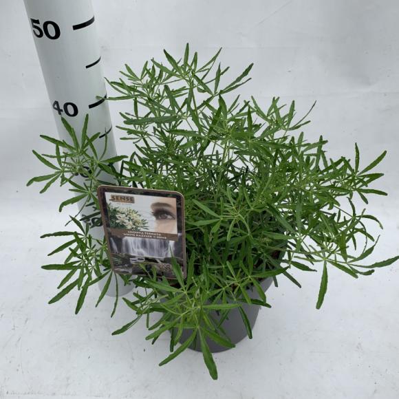 Choisya ternata 'White Dazzler'