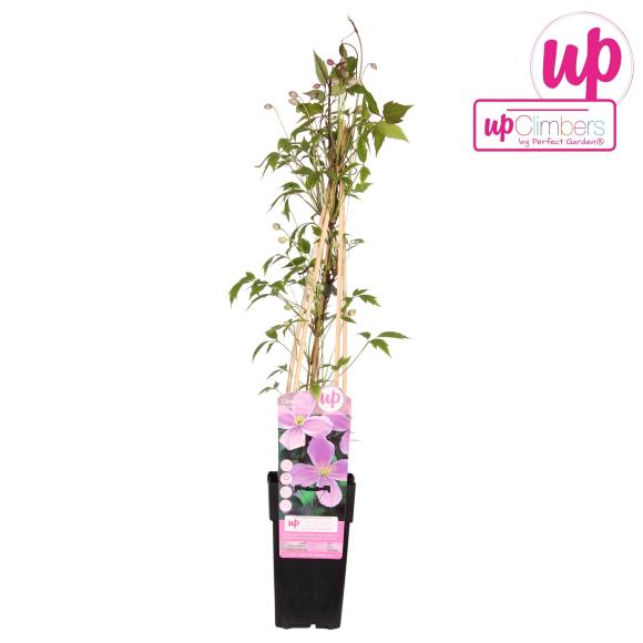 Clematis montana rubens