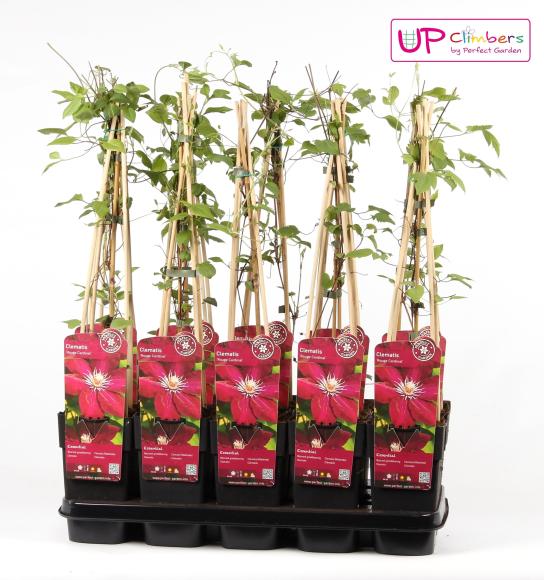Clematis 'Rouge Cardinal'