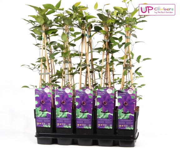 Clematis 'The President'