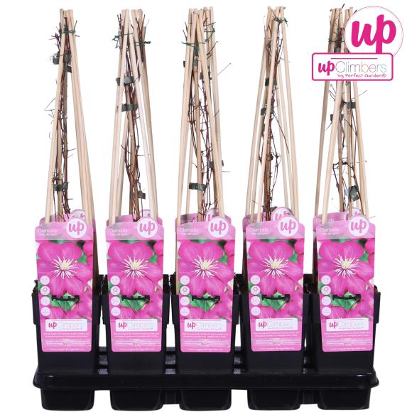 Clematis 'Ville de Lyon'