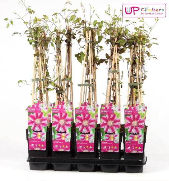 Clematis 'Dr Ruppel'