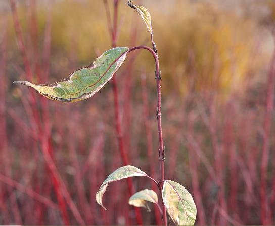 Cornus alba 'Sibirica'