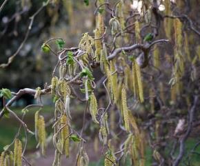 Corylus avellana 'Concorta'