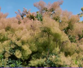 Cotinus coggygria