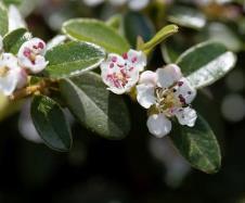 Cotoneaster dammeri