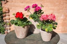 crafted eggpot c-mterra