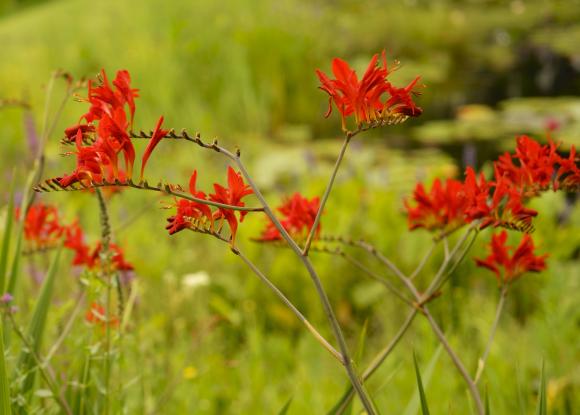 Crocosmia 'Lucifer'