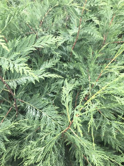 Cupressocyparis Leylandii