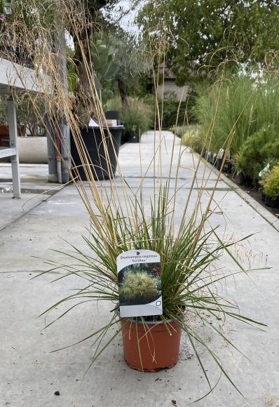 Deschampsia cespitosa 'Goldtau'