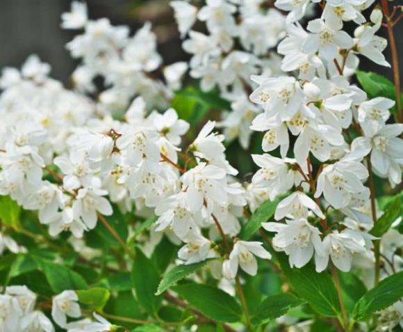 Deutzia gracilis