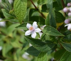 Deutzia hybrida 'Mont Rose'