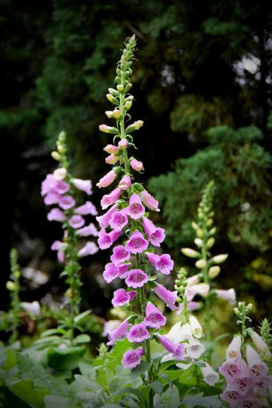 Digitalis purpurea