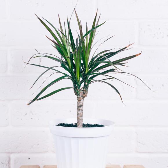 Dracaena golden coast