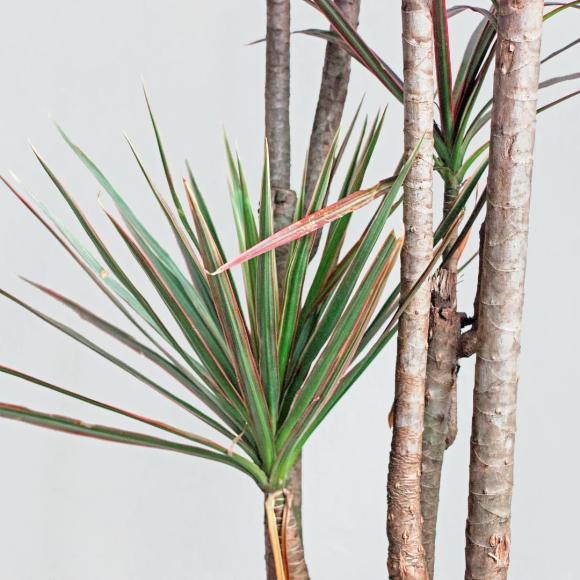 Dracaena golden coast