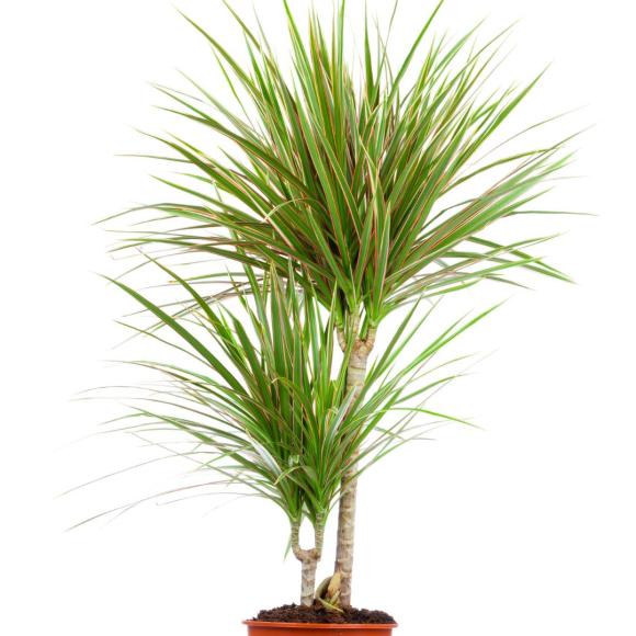 Dracaena golden coast