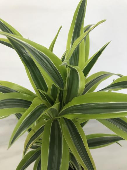 Dracaena Lemon Lime