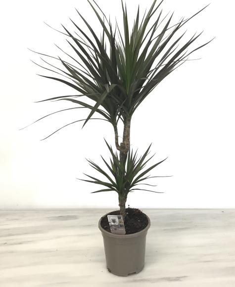 Dracaena magenta