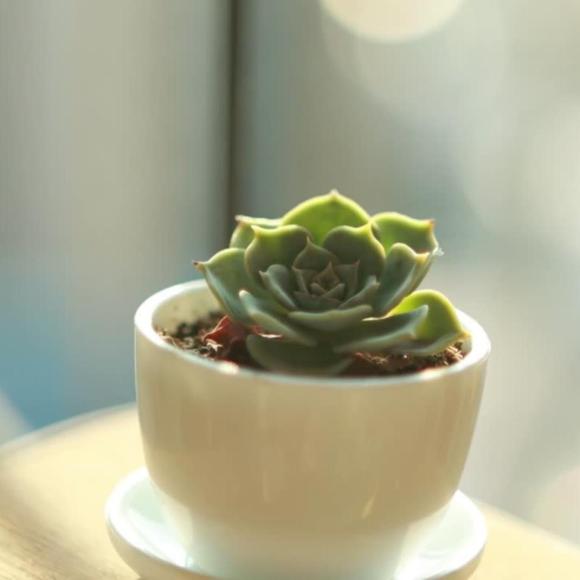 Echeveria 'Blue Prince'