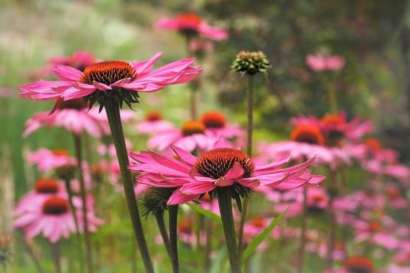 Echinacea purpurea