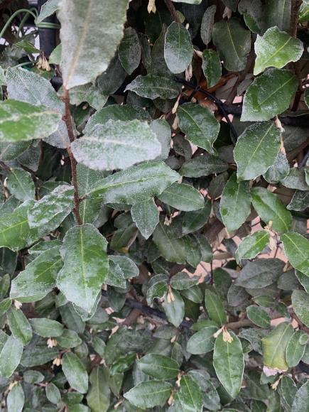 Elaeagnus ebbingei 'Compacta'