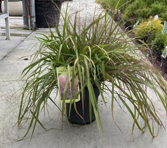 Eragrostis spectabilis