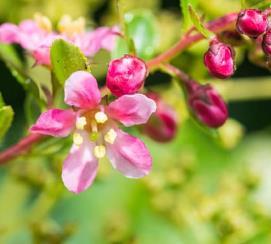 Escallonia 'Dart's Rosyred'