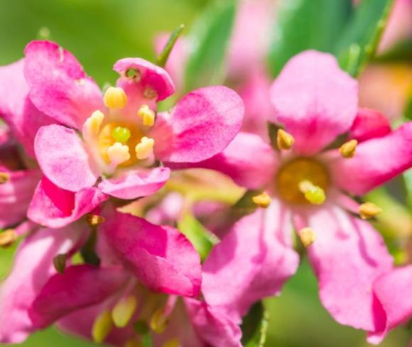 Escallonia 'Pink Elle'