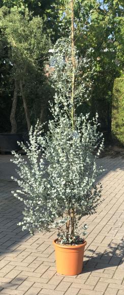 Eucalyptus azura