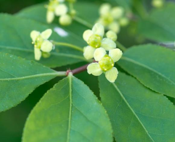 Euonymus alatus 'Compactus'