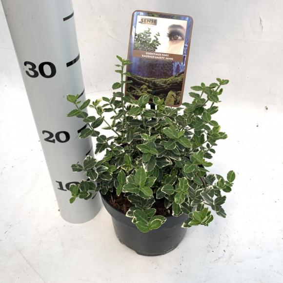 Euonymus fort. 'Emerald Gaiety'