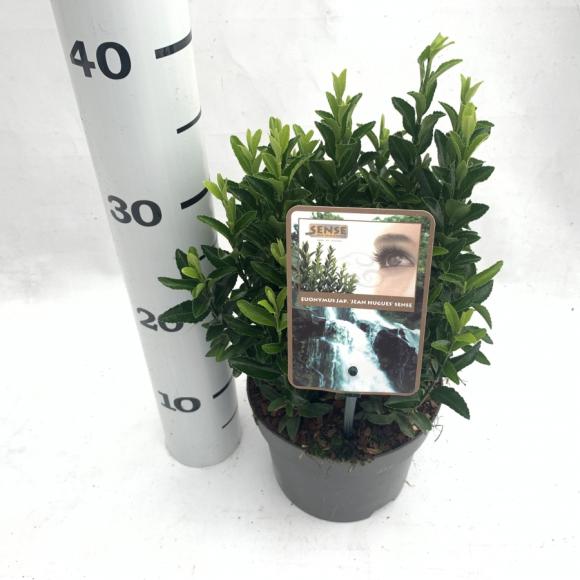 Euonymus japonicus 'Jean Hugues'