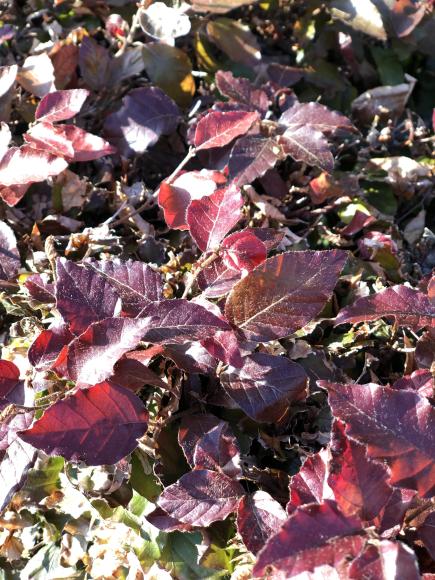 Fagus sylvatica 'Atropurpurea'