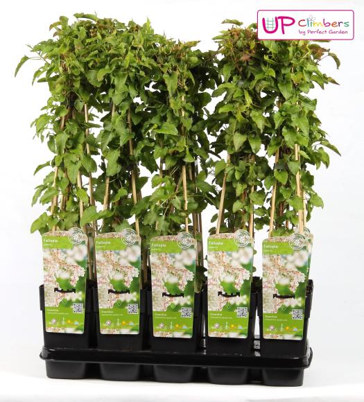 Fallopia baldschuanica