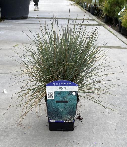 Festuca glauca 'Elijah Blue'
